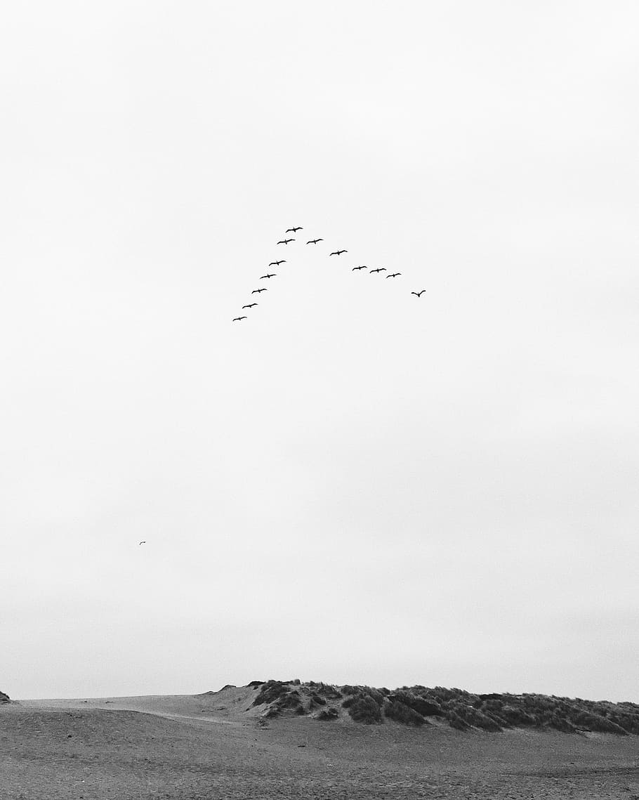 grayscale photo of flying birds, bird flying above mountain, beach HD wallpaper