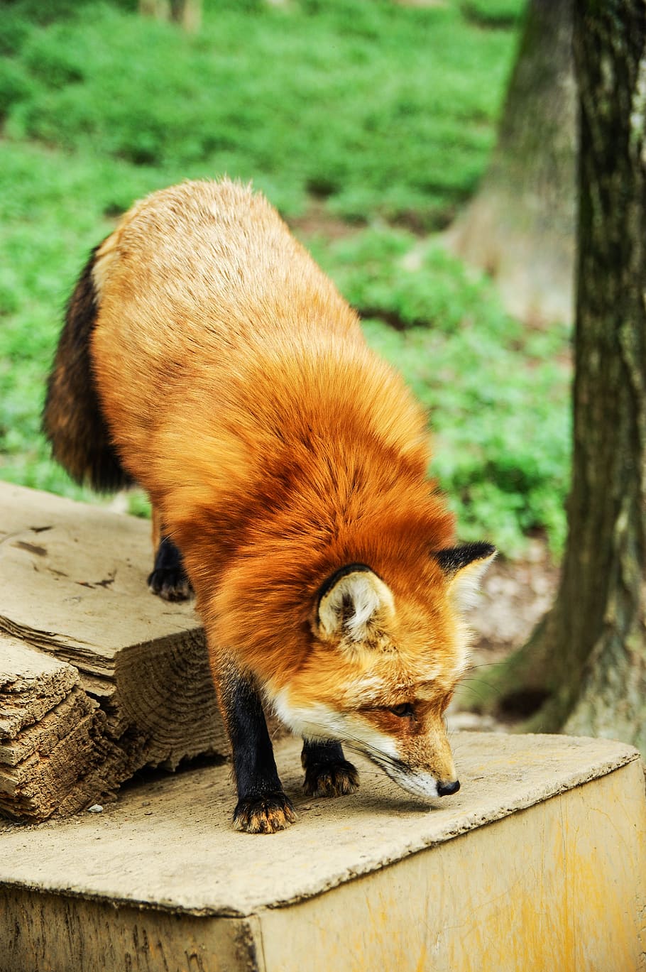 red and black fox on top of brown log, animal, cute, animal themes HD wallpaper