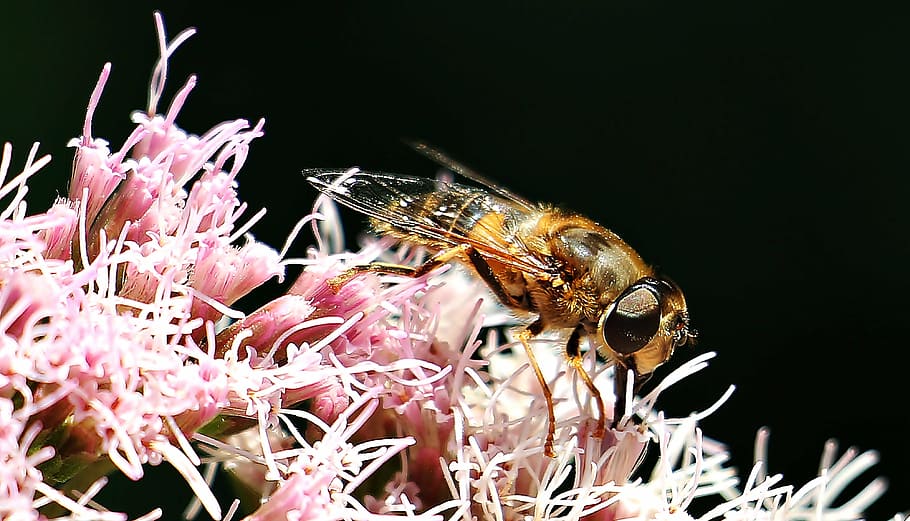 brown and black beer on pink flower, insect, close, nature HD wallpaper