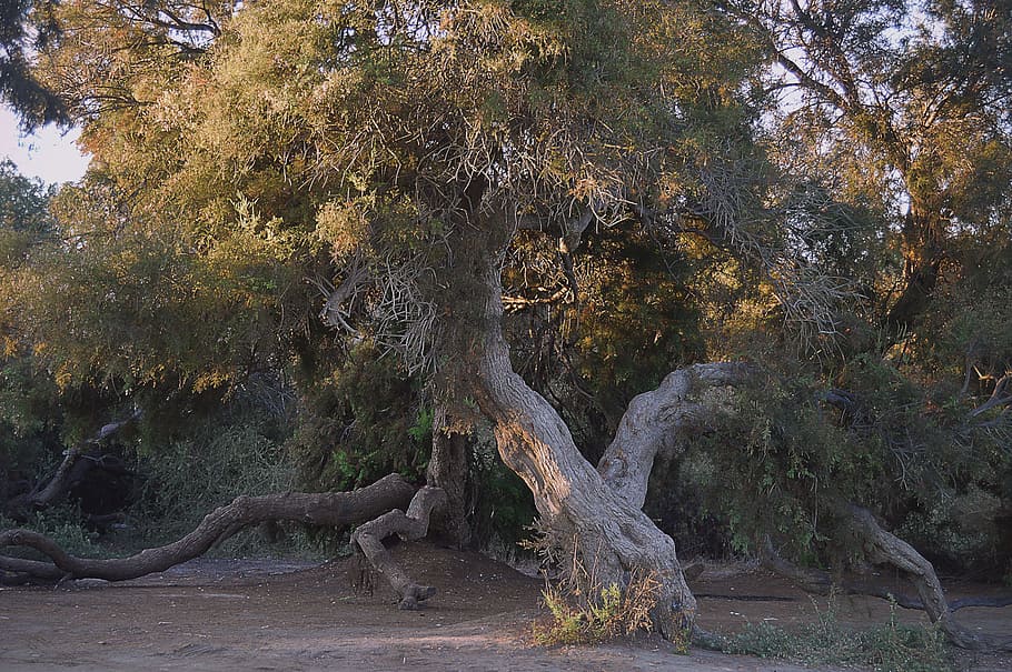 green leaf tree during daytime, old trees, taray, landscape HD wallpaper