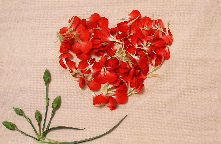 background, heart, petals, plant, flowering plant, freshness HD wallpaper