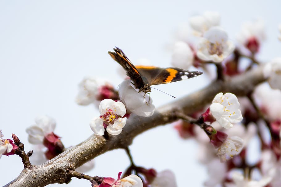butterfly, flowers, spring, plant, flowering plant, beauty in nature HD wallpaper