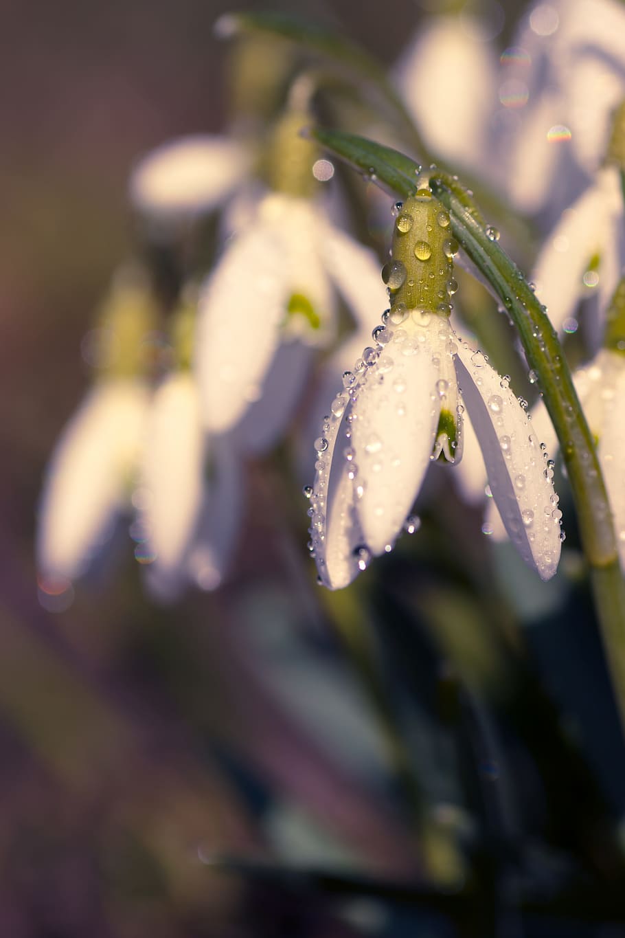 Snowdrop, Spring, Flower, Close, Plant, signs of spring, nature, HD wallpaper