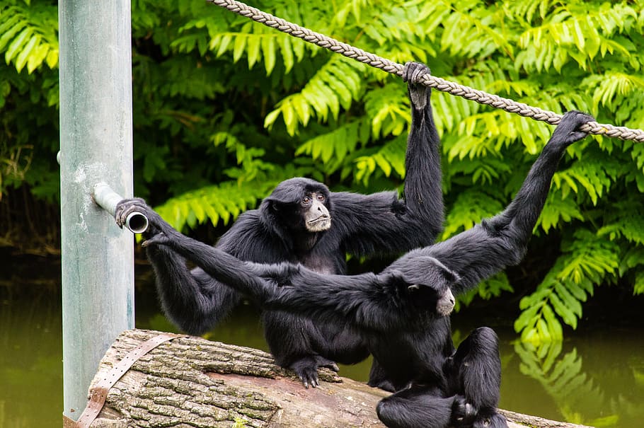 animals, ape, log, monkeys, primate, water, wildlife, wood HD wallpaper