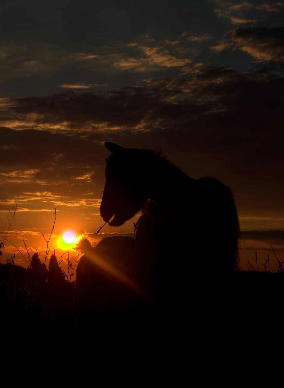 capra, sunset, shadows, in the evening, pet, sky, silhouette HD wallpaper