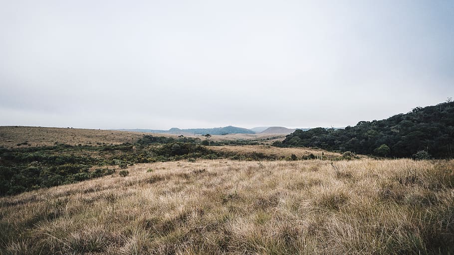 brown grass near green trees during daytime, brown grass field over horizon during daytime HD wallpaper