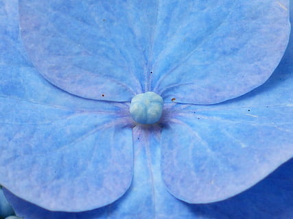 blue hydrangea in macro photography, flower, blossom, bloom HD wallpaper
