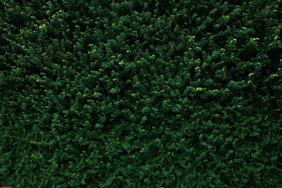 green plants, leaf, nature, texture, bush, shrub, green color HD wallpaper