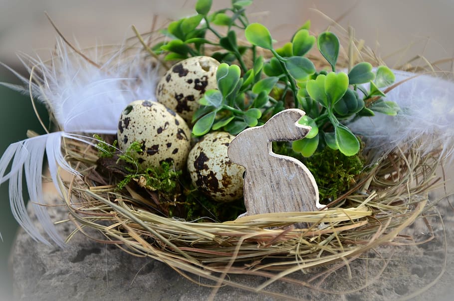 three quail eggs in brown nest, easter, easter eggs, easter bunny HD wallpaper