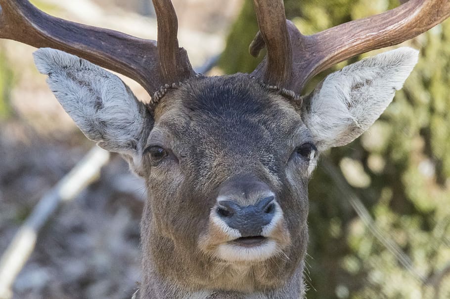 Fallow Deer, Deer, Antlers, Main, animal wildlife, animals in the wild HD wallpaper