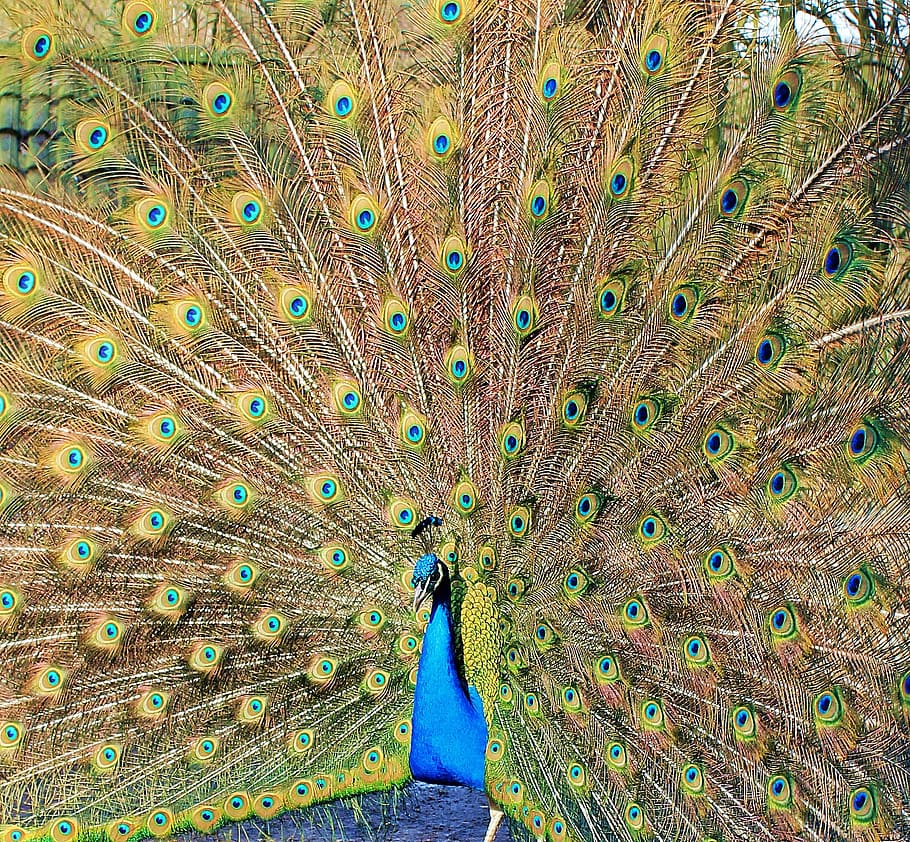 Hd Wallpaper: Peacock, Wheel, Bird, Nature, Peacock Wheel, Spread, Beat 