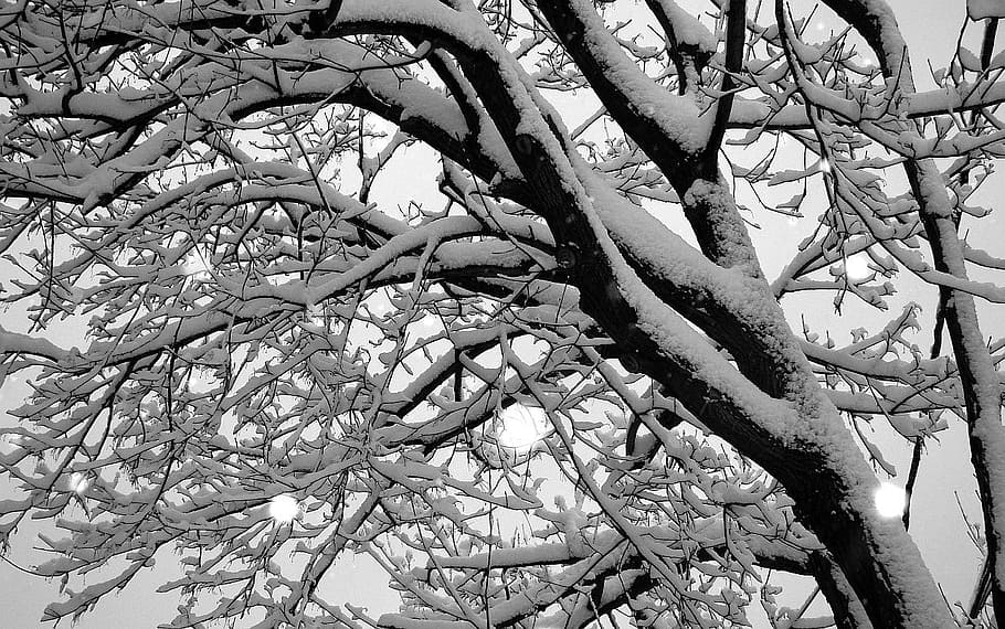 tree, branch, snow, nature, winter, sky, plant, low angle view HD wallpaper
