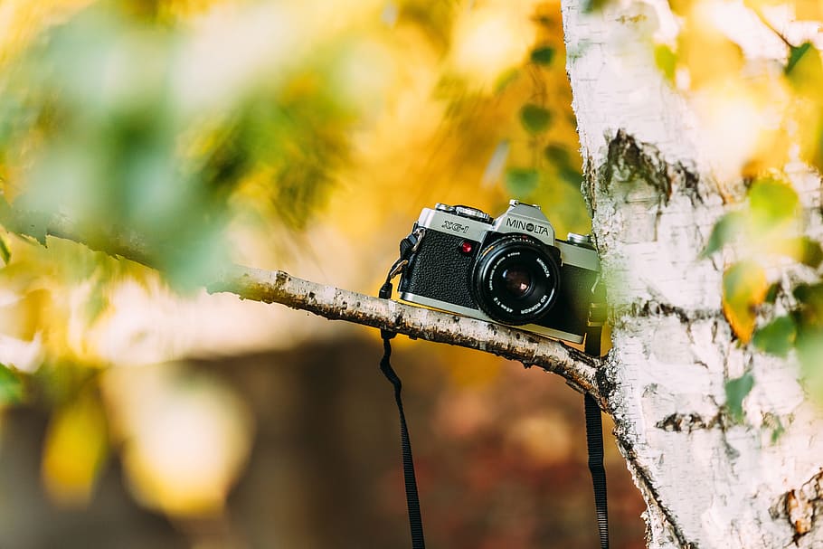 black and gray Minolta mirrorless camera on tree, vintage camera