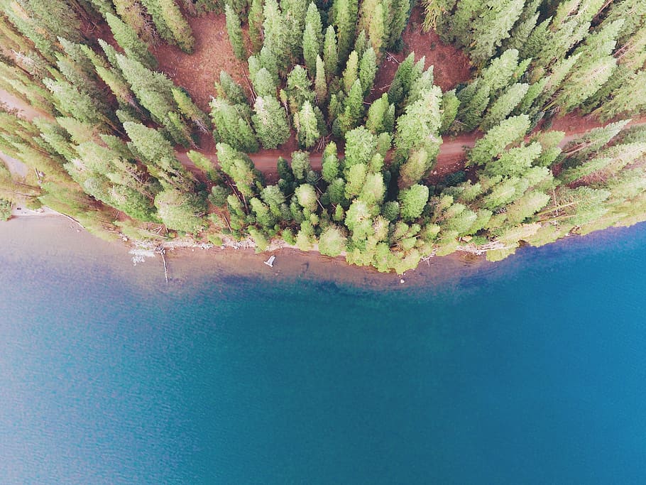 aerial photography of shore line and trees, birds eye view photography of forest field beside body of water HD wallpaper