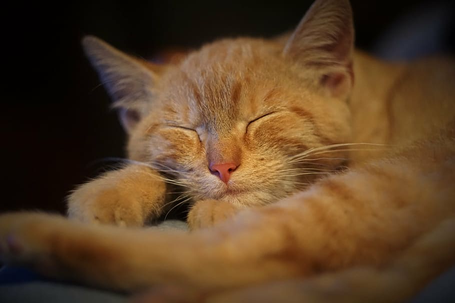 ginger, tomcat, sleep, domestic cat, animal, pet, rest, cat face HD wallpaper
