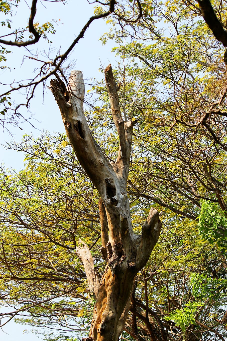 dry tree, landscape, organic, agriculture, outdoors, environment HD wallpaper