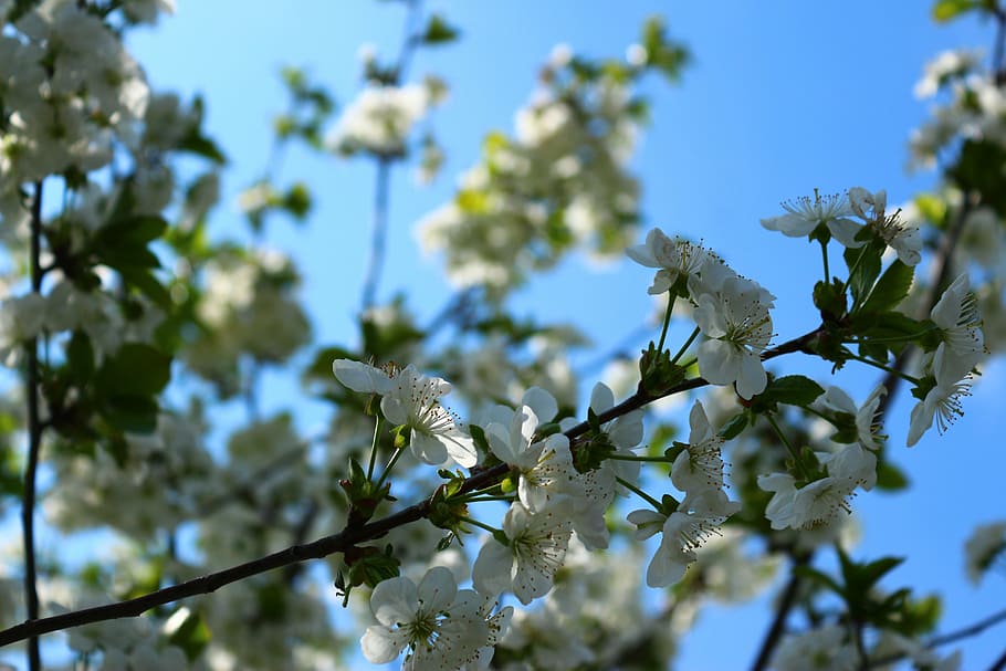 flowers, bloom, spring, nature, plant, living nature, beautiful flower HD wallpaper