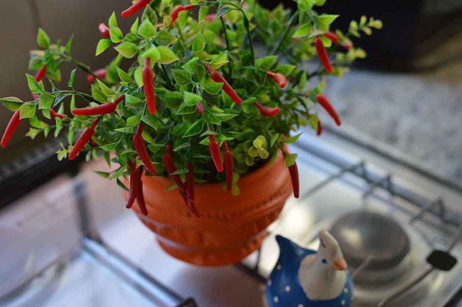peppers, pot, blur, kitchen, close -up, decoration, plastic, stove HD wallpaper