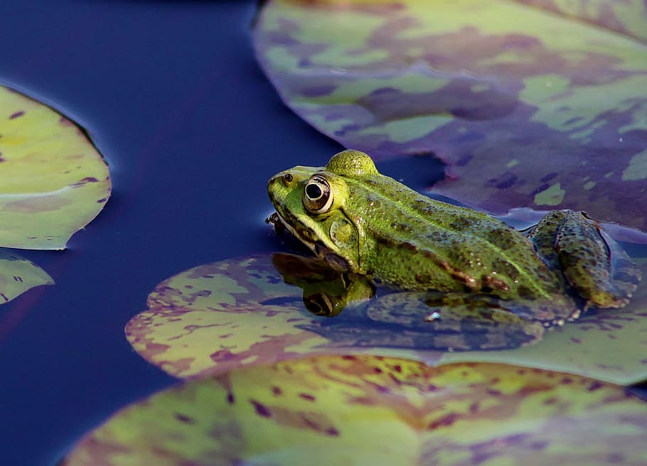 frog, pond, lily, nature, animal, wildlife, amphibian, green HD wallpaper