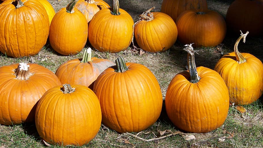 Pumpkins, Autumn, Fall, Halloween, Grass, lawn, no people, vegetable HD wallpaper