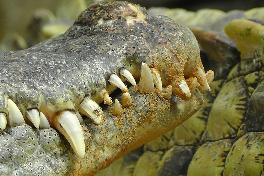 crocodile, zoo, scale, panzer, reptile, lizard, scaly, jungle HD wallpaper