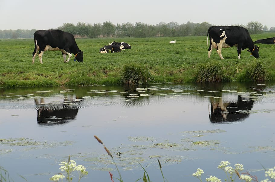 beef, mammals, cattle, farm, cows, grass, pasture, animals HD wallpaper