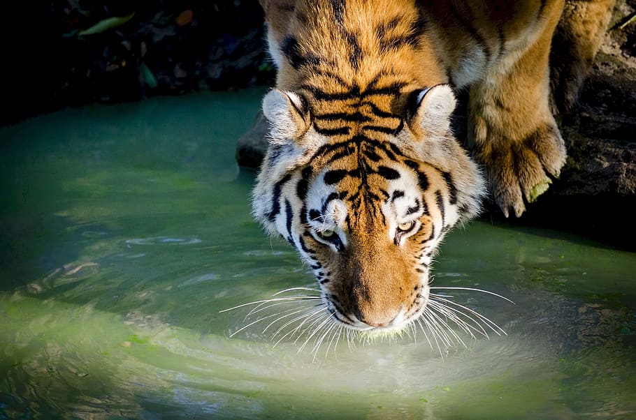 tiger drink on lake during daytime, drinking, pool, big cat HD wallpaper