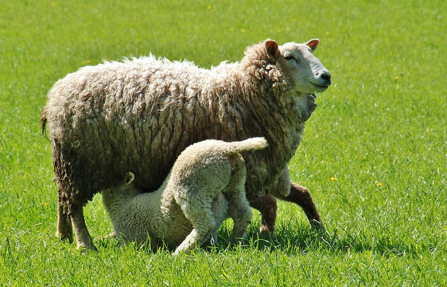 brown sheep with lamp on green grass during daytime, Lamb, Lambs HD wallpaper