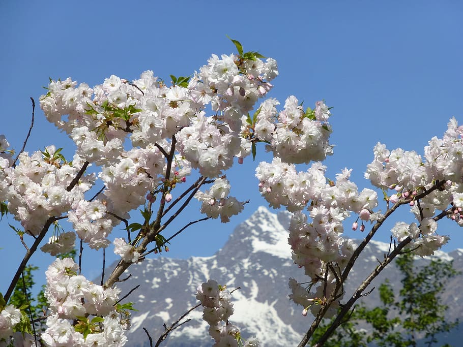 spring, mountain, snow, flowers, south tyrol, opposition, landscape HD wallpaper