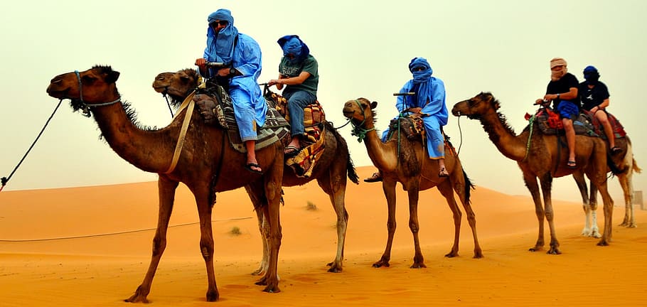 people riding a camel in the desert, camel riders, africa, cultural experience