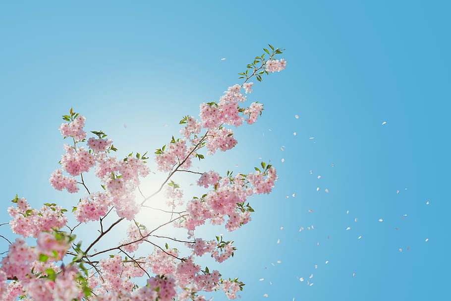 low angle of pink flowering tree, low angle photo of pink cherry blossoms under blue sky HD wallpaper
