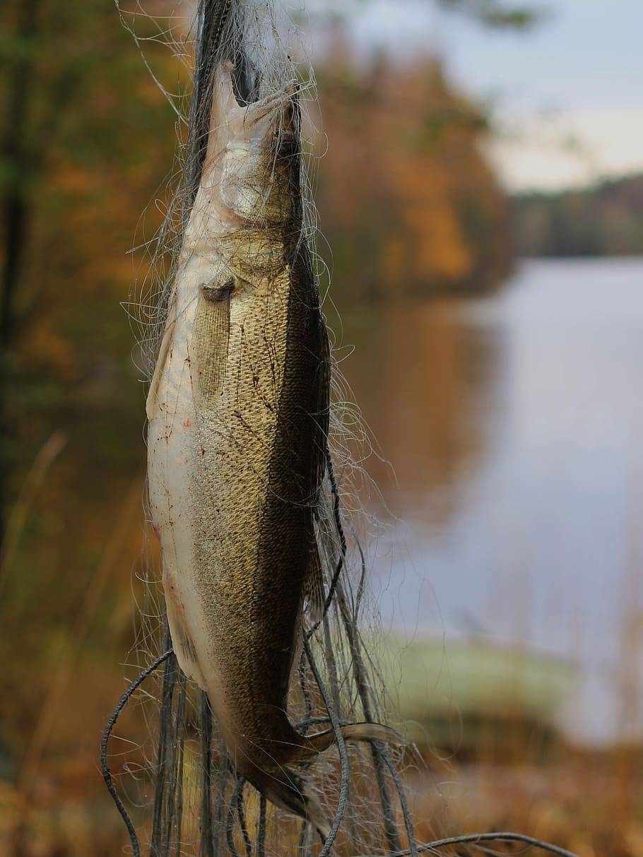 pike-perch, nature, fish, fishing, net, focus on foreground