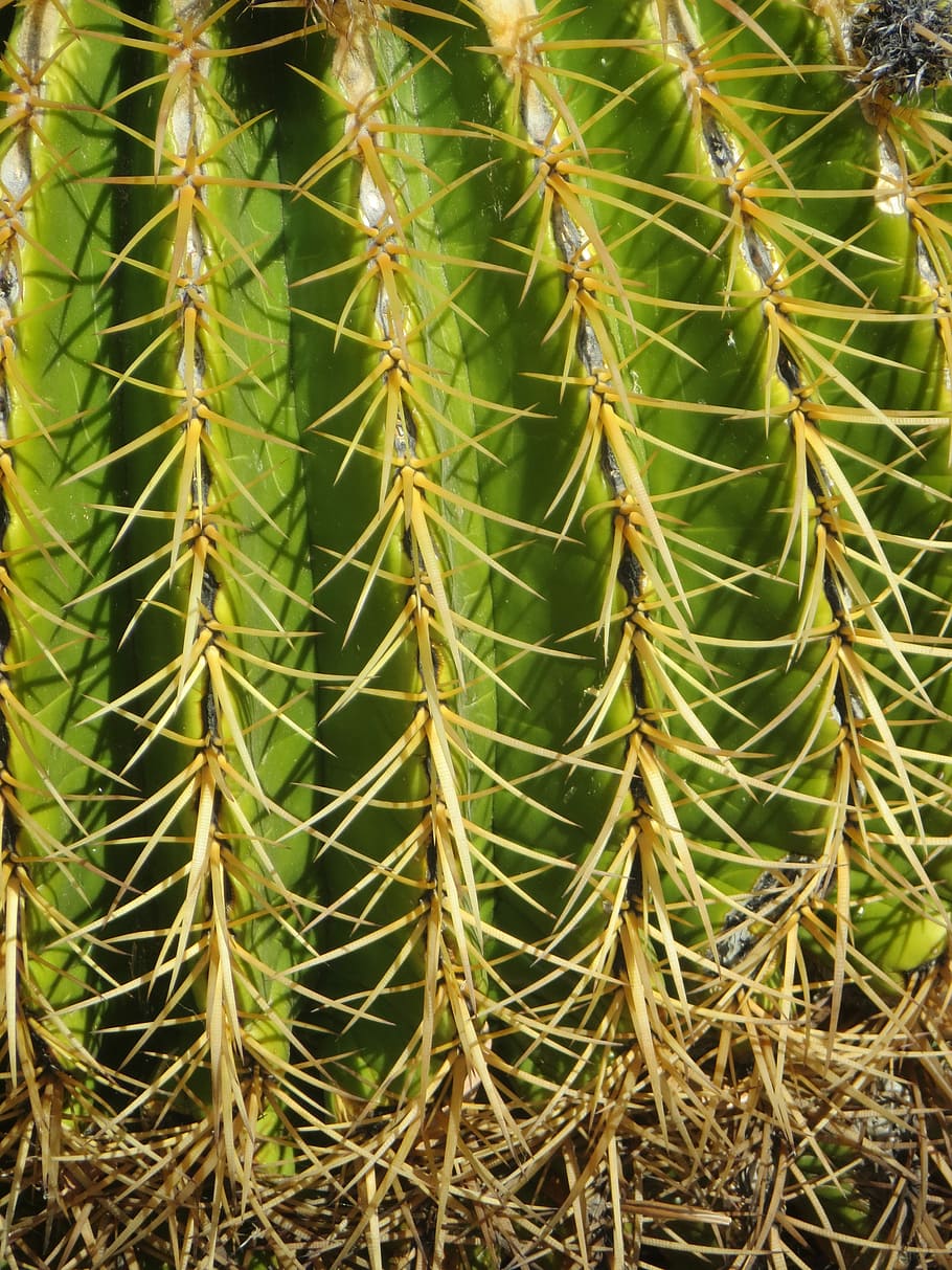 cactus, desert, needles, green color, plant, succulent plant HD wallpaper