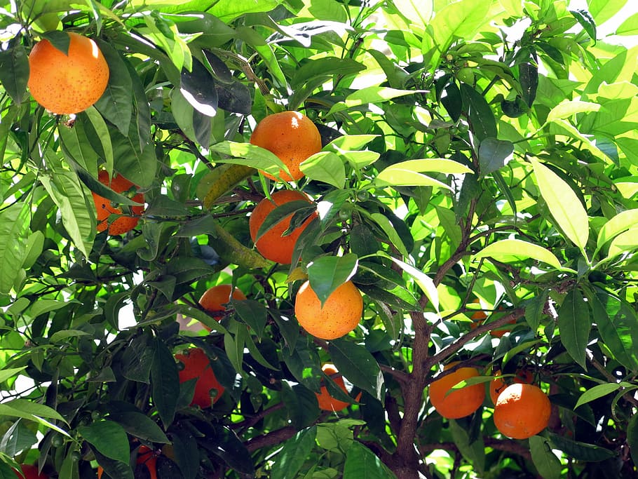 Orange, Tree, Bush, Nature, Fruit, frisch, orange tree, orange - fruit HD wallpaper