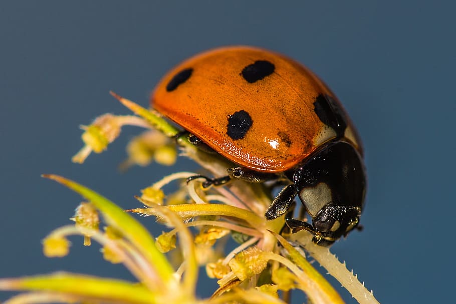 brown and black ladybug on yellow flower close-up photography HD wallpaper