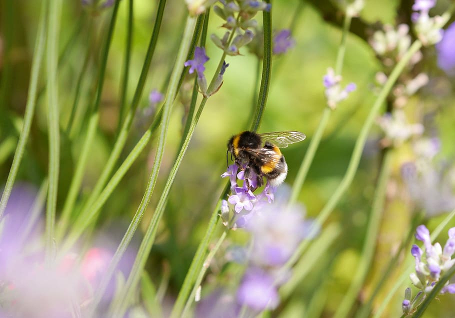 hummel, lavender, insect, violet, garden, summer, close, bee HD wallpaper