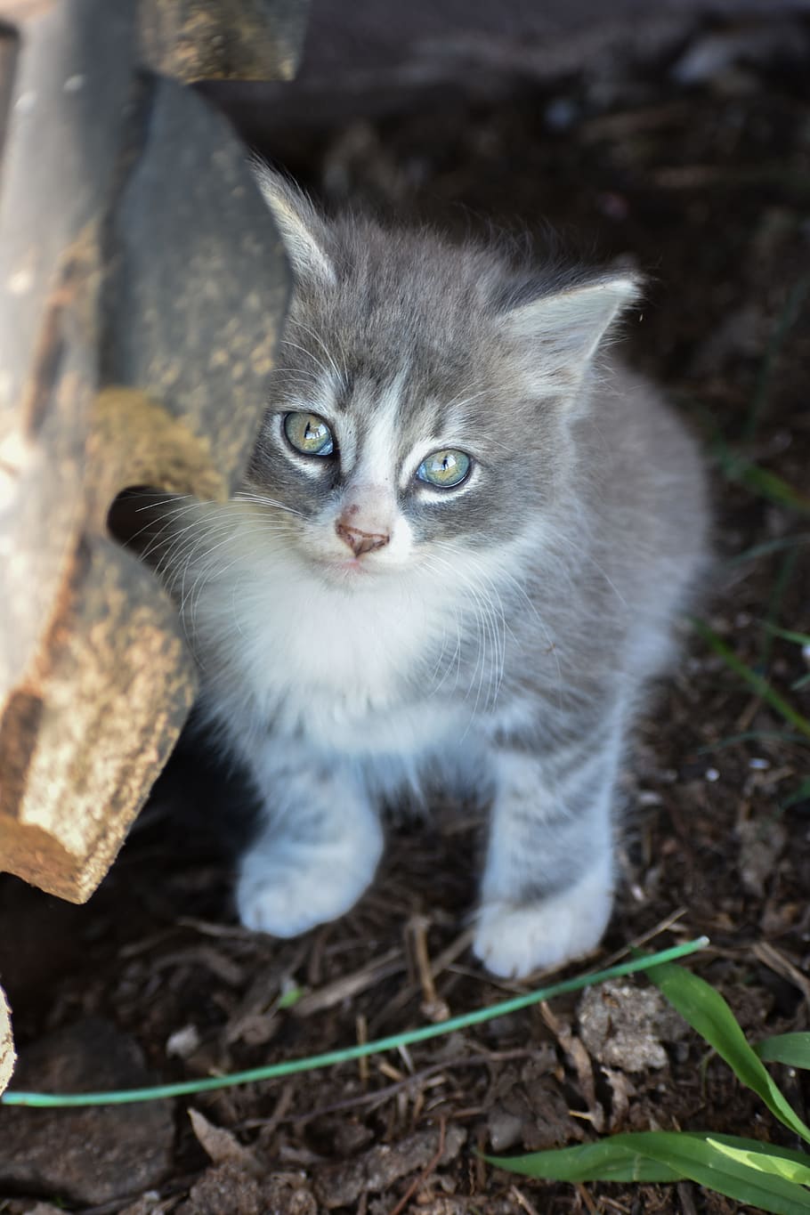 Kitten, Grey, Tabby, Cute, Pet, grey kitten, feline, white