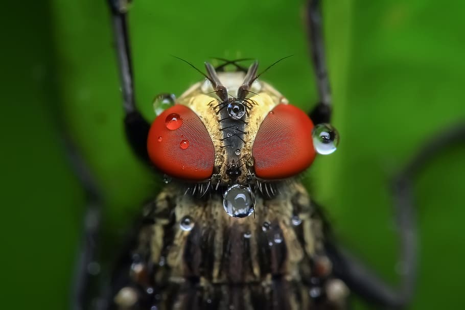 close-up photography of robberfly, housefly, insect, macro HD wallpaper
