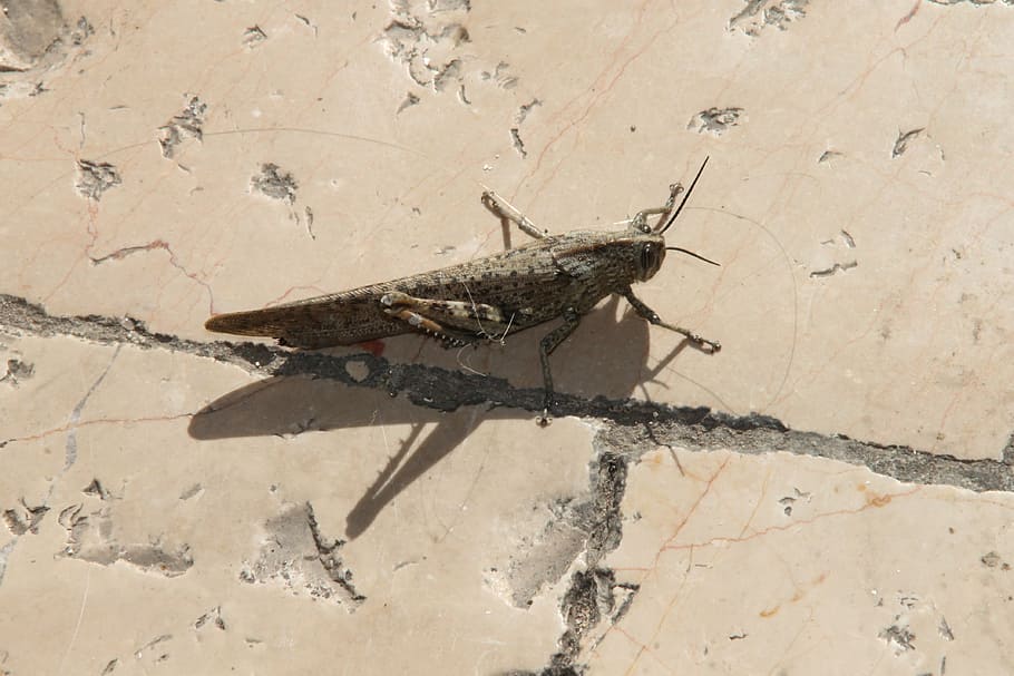 grasshopper, insect, animal, bug, wildlife, creature, animals in the wild HD wallpaper