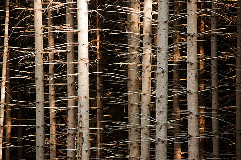 photo of leafless trees, abstract, background, bark, branch HD wallpaper