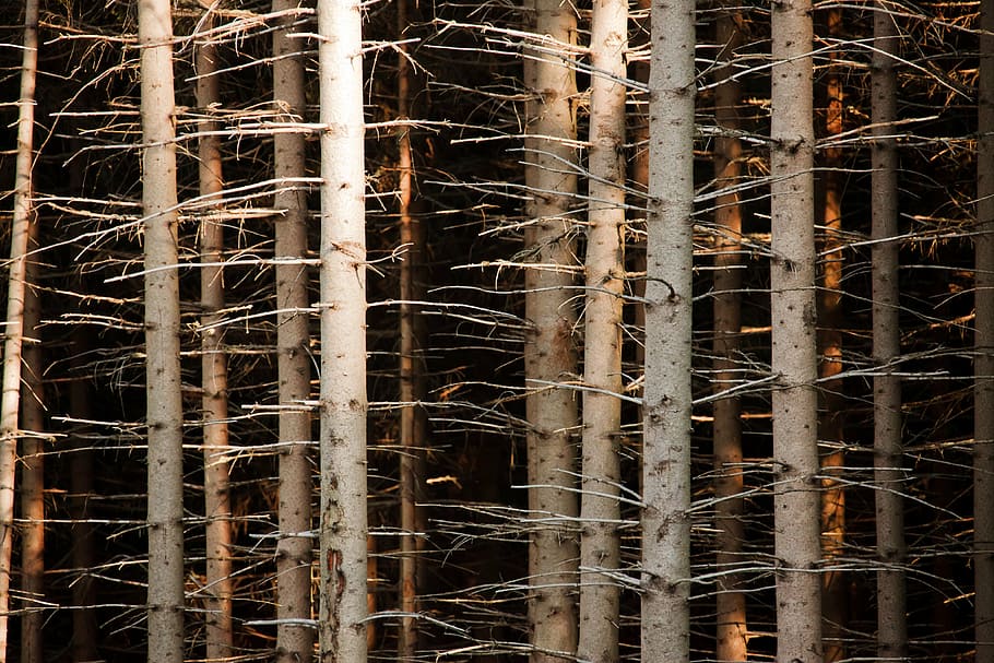 photo of leafless trees, abstract, background, bark, branch HD wallpaper