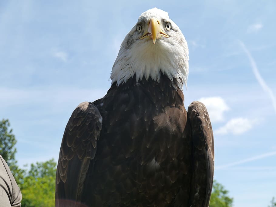 bird, raptor, bald eagle, bill, animal, bird of prey, eyes, HD wallpaper