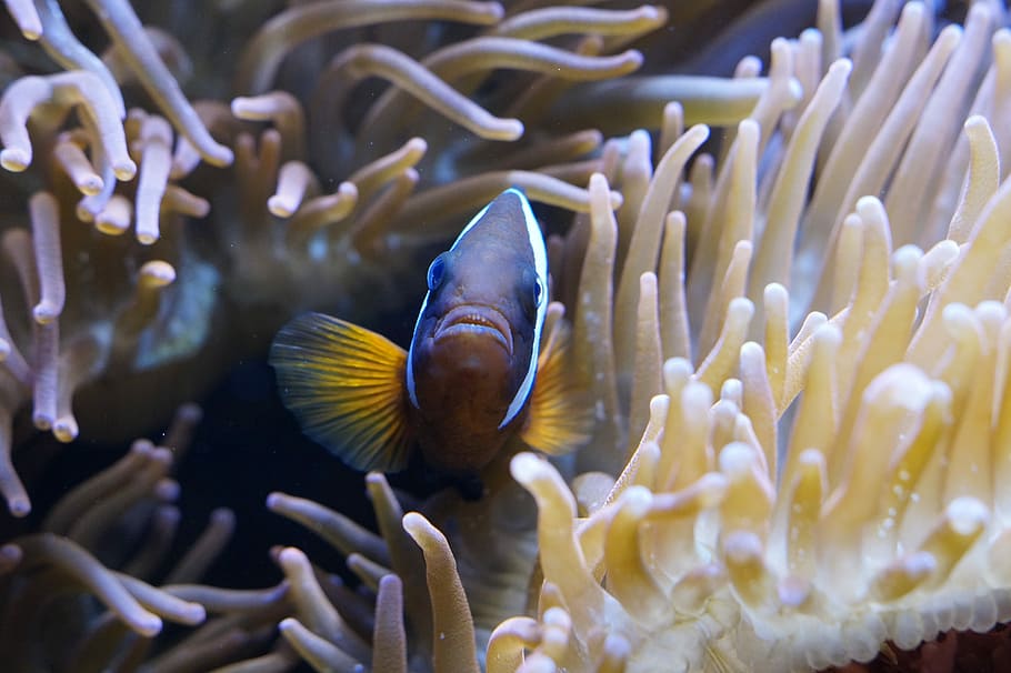 Sea Anemones, Underwater World, aquarium, creature, meeresbewohner, HD wallpaper