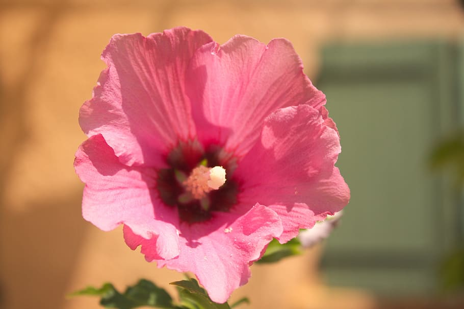 flower, summer, pink, flowering plant, beauty in nature, freshness HD wallpaper
