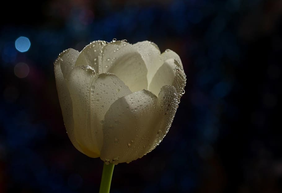 closeup photo of white tulip flower, drops, celebration, close-up HD wallpaper