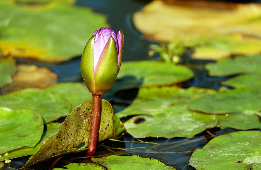 depth of field photography of purple lotus flower, water lily, HD wallpaper