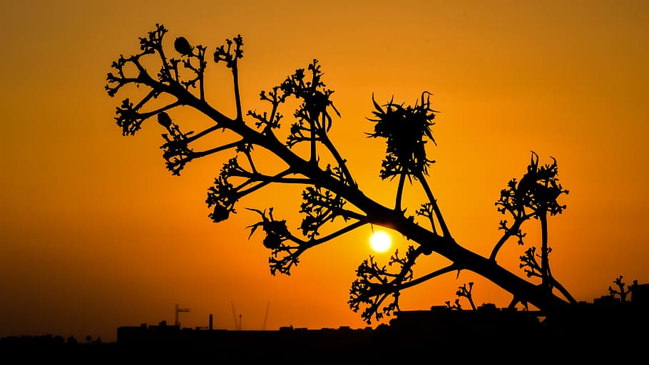 tree, sun, sunset, nature, orange, shadows, evening, silhouette HD wallpaper