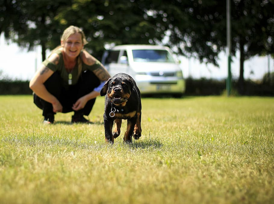 running black and tan Rottweiler near sitting woman at grass field during daytime, HD wallpaper