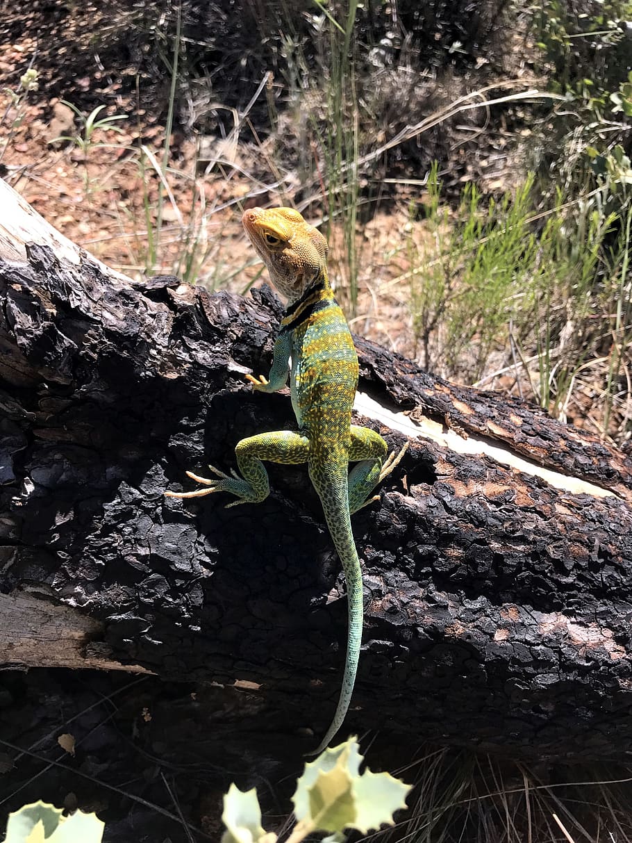 Lizard, Reptiles, Eastern, Collard, Gecko, eastern collard HD wallpaper
