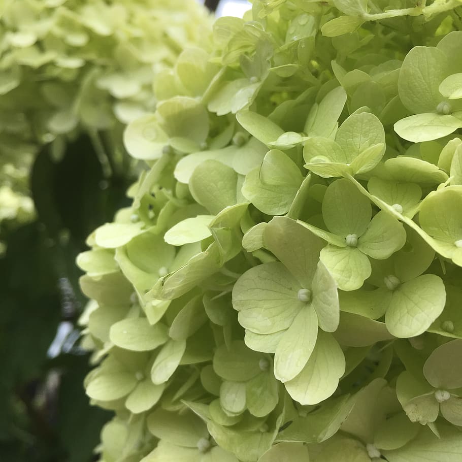 hydrangea, white, blossom, flower, nature, garden, green, summer HD wallpaper